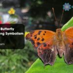 Question Mark Butterfly Spiritual Meaning Symbolism