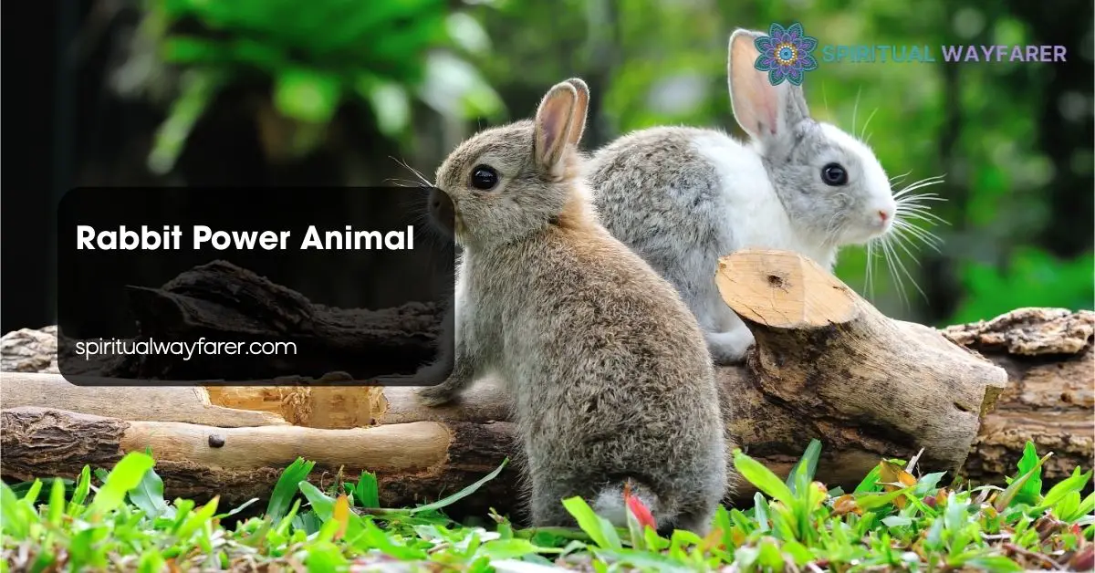 Rabbit Power Animal