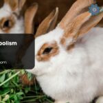 Rabbit Symbolism