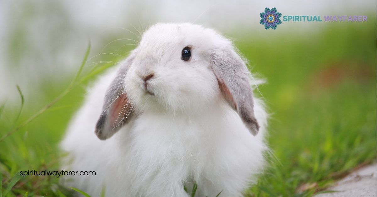 10 Surprising Rabbit Symbolism Facts You Never Knew