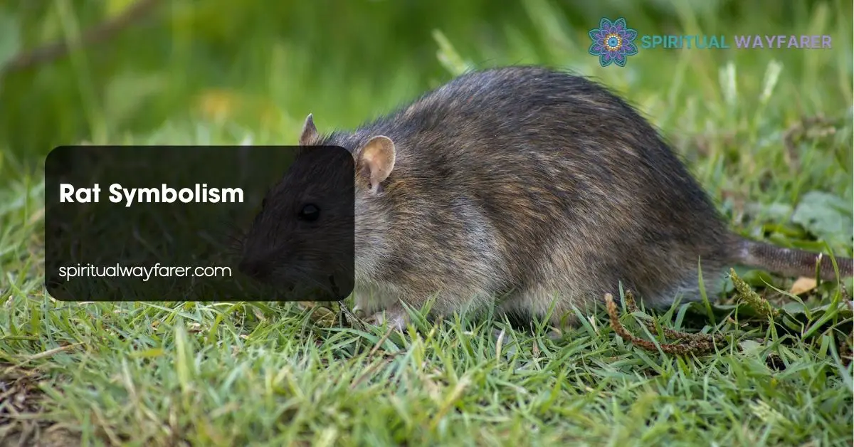 Rat Symbolism