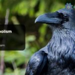 Raven Symbolism