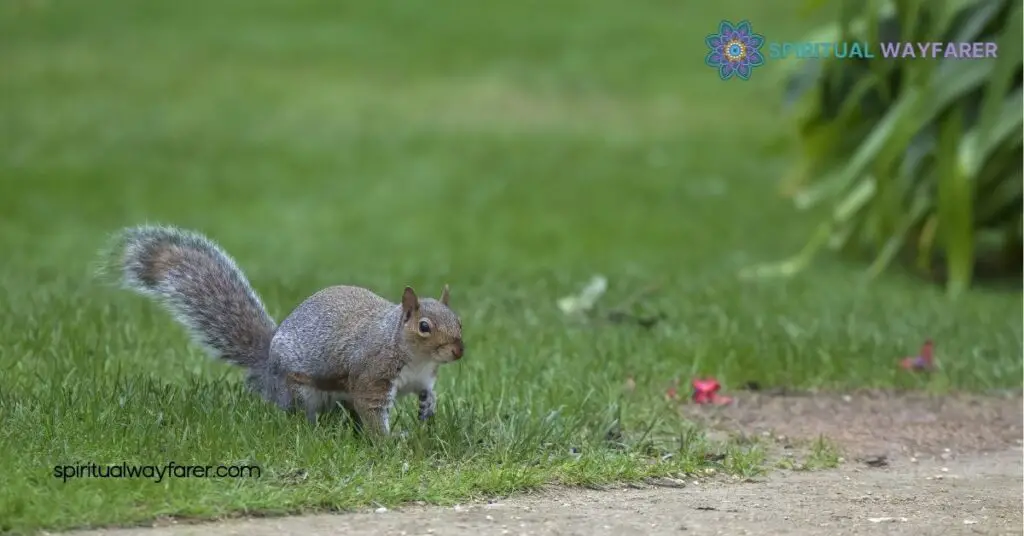 Discover the Spiritual Meaning of a Squirrel Crossing Your Path 4 Real Life Experiences