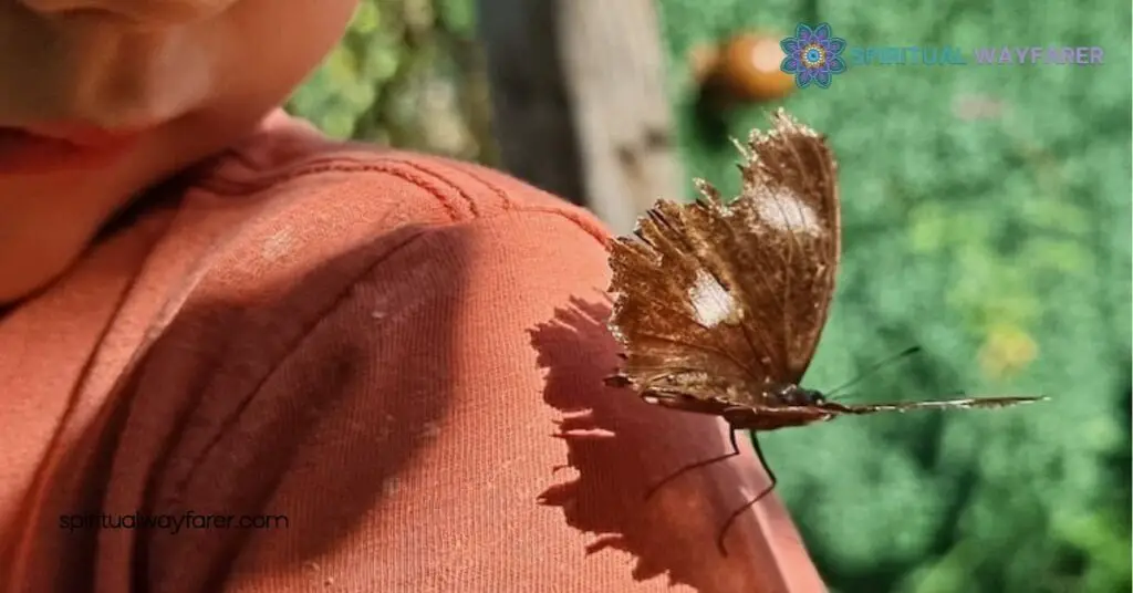 Discover the Butterfly Your House Spiritual Meaning: Transform Your Home’s Energy 4 Recognizing Butterfly Messages In Your Living Space
