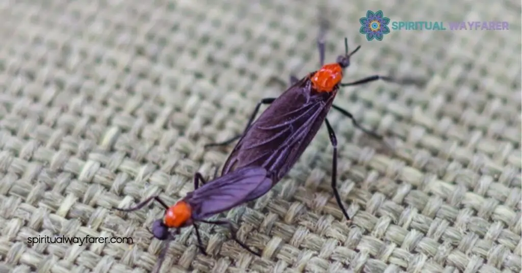 Love Bugs Spiritual Meaning: Discover the Symbolism Behind These Beloved Insects 4 Recognizing Spiritual Messages from Love Bugs