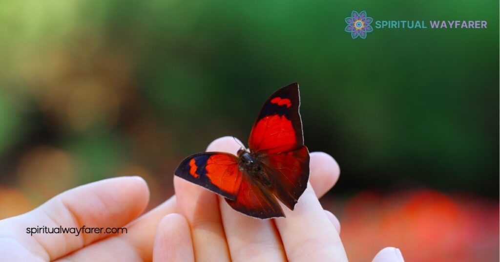 Black and Red Butterflies: Their Spiritual Meaning and Symbolism Explained 2 Red Butterfly Symbolism