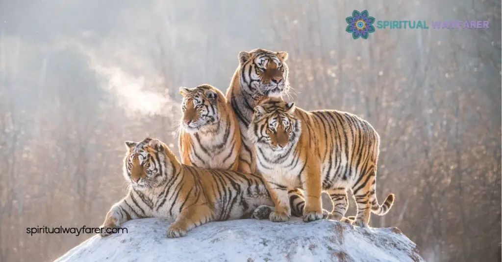 Tiger Symbolism: Exploring Its Powerful Meaning Across Cultures 4 Representation in Modern Culture