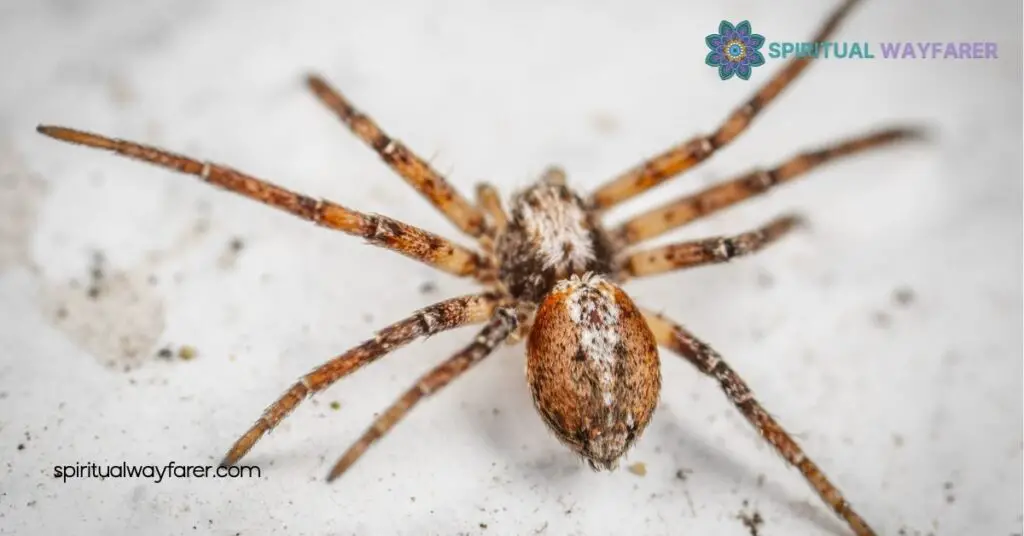 The Spiritual Meaning of Spiders Crawling You 4 Responding to Spiritual Signs