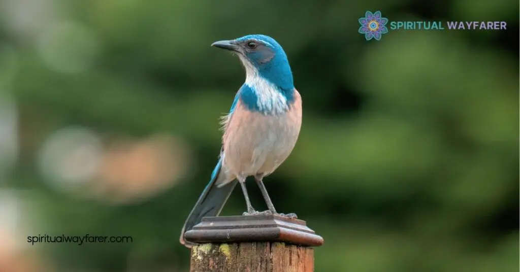 Unlock the Secrets of Scrub Jay Spiritual Meaning for Personal Transformation 3 Scrub Jay In Dreams