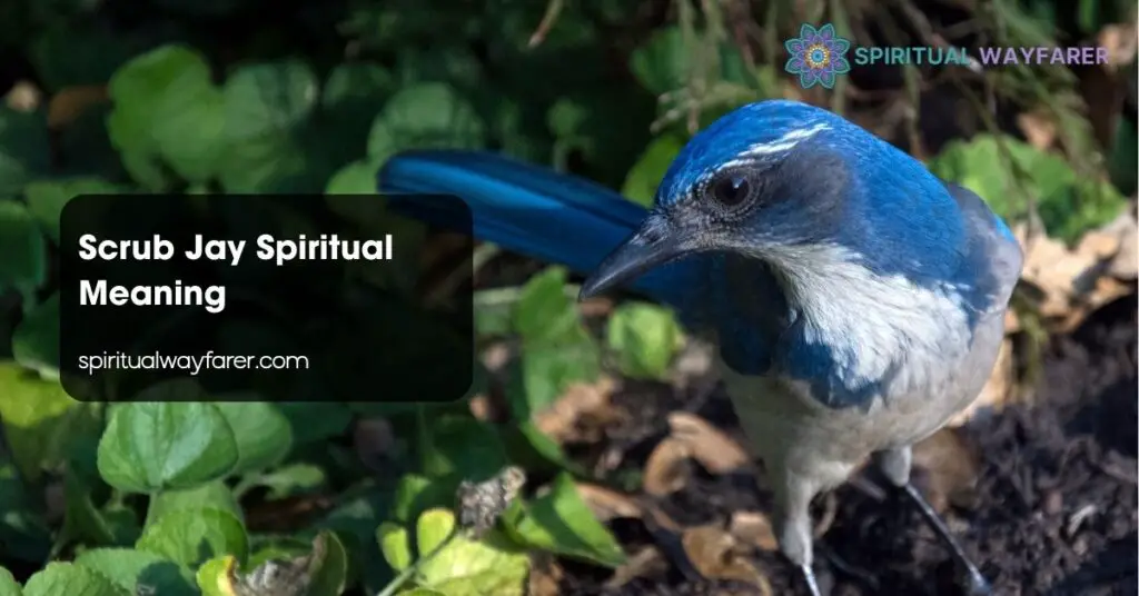 Scrub Jay Spiritual Meaning