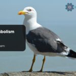 Seagull Symbolism