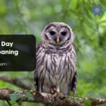 Seeing Owl Day Spiritual Meaning