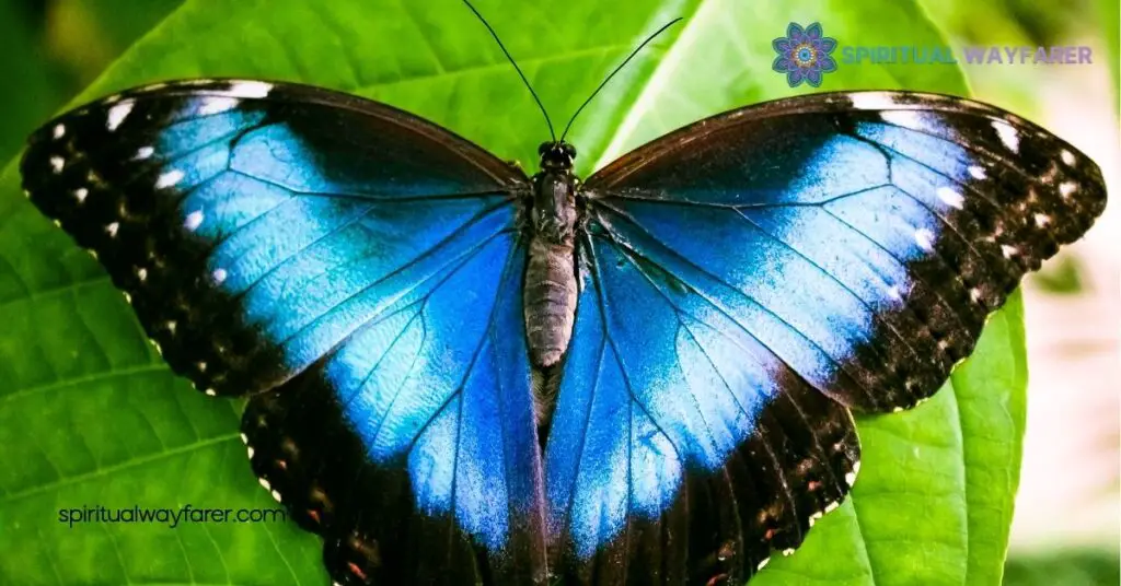 Spiritual Meaning and Symbolism of Black and Blue Butterflies 4 Significance In Spiritual Practices