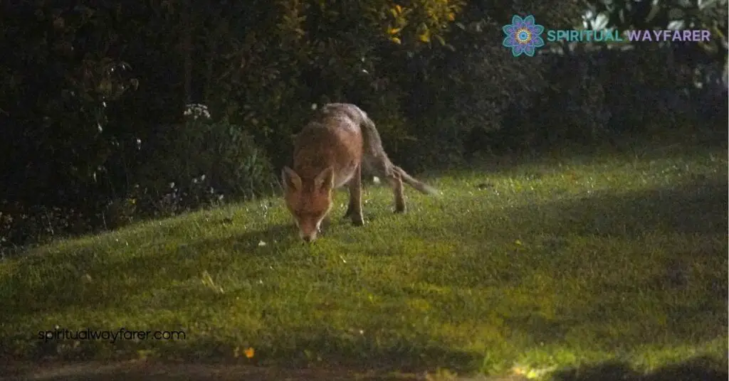 Seeing a Fox at Night Meaning: Unlock the Hidden Symbolism Behind Your Encounter 2 Situational Meanings of Seeing a Fox at Night