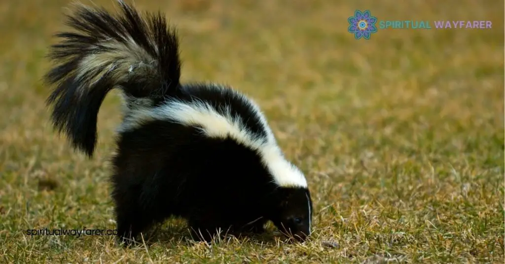 Unlocking Skunk Symbolism: Protection, Boundaries & Resilience Explained 2 Skunk Symbolism in Literature and Art
