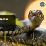 Snake Symbolism