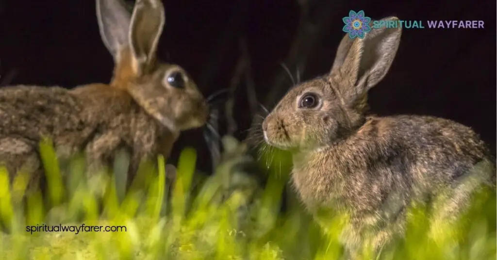 Seeing a Rabbit at Night? Uncover Its Spiritual Meaning 3 Spiritual Interpretations
