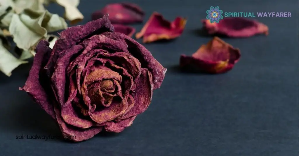 Dead Roses Spiritual Meaning: Unlock the Secrets of Transformation and Renewal 2 Spiritual Interpretations