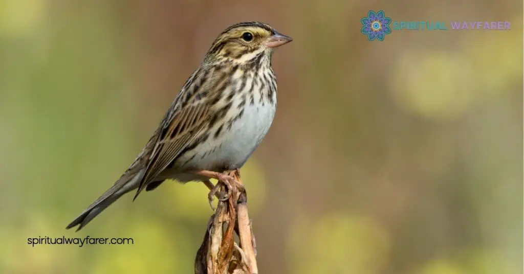 What Does It Mean When a Sparrow Visits You? Discover Their Hidden Symbolism 4 Spiritual Interpretations