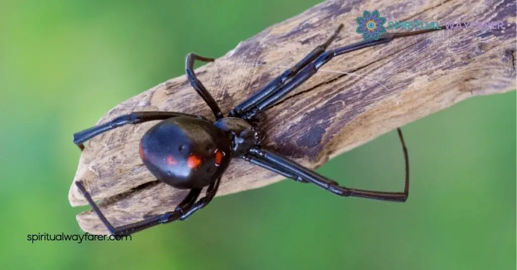 Black Spider Spiritual Meaning: Unlocking Symbols of Protection and Transformation 3 Spiritual Interpretations
