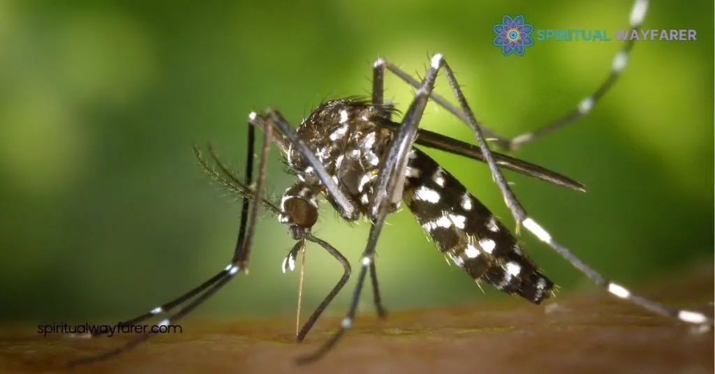 Spiritual Meaning of Mosquitoes: Discover Their Symbolism & Life Lessons 3 Spiritual Interpretations of Mosquitoes