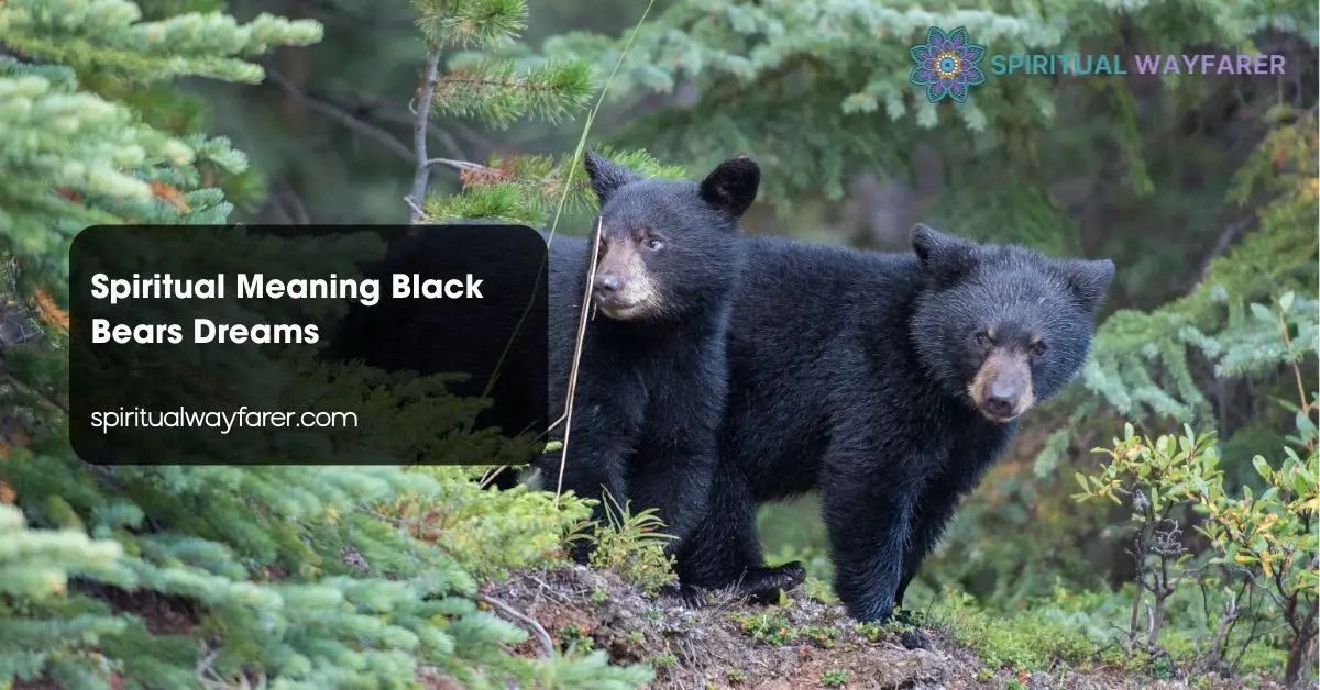 Spiritual Meaning Black Bears Dreams