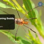Spiritual Meaning Daddy Long Legs