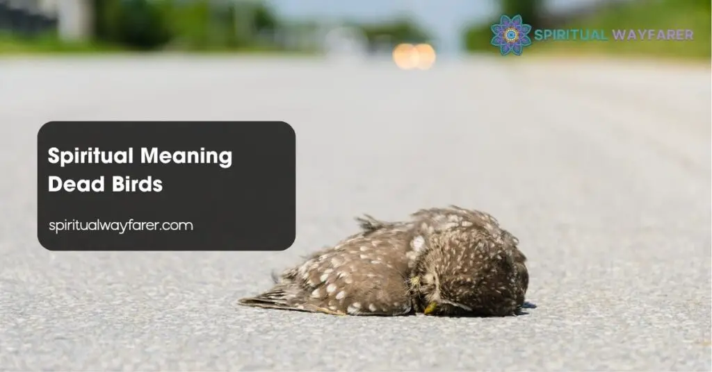 Spiritual Meaning Dead Birds
