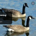Spiritual Meaning Geese