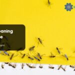 Spiritual Meaning Gnats House