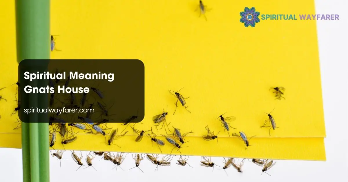Spiritual Meaning Gnats House