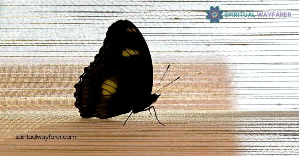 Spiritual Meaning and Symbolism of Black and Blue Butterflies 1 Spiritual Meaning Of Black Butterflies