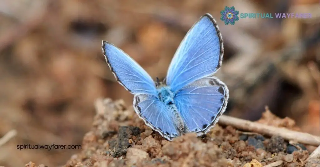 Spiritual Meaning and Symbolism of Black and Blue Butterflies 2 Spiritual Meaning Of Blue Butterflies