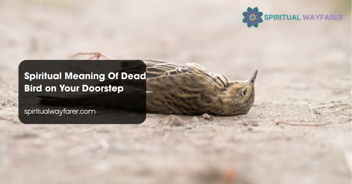 Spiritual Meaning Of Dead Bird on Your Doorstep