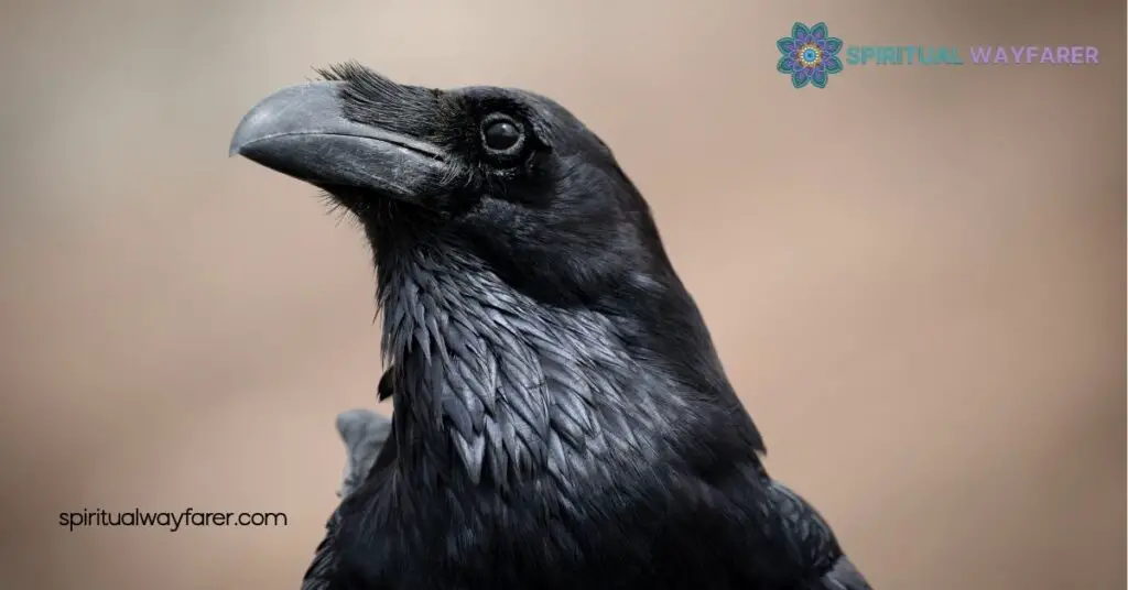 Spiritual Meaning Of Raven Feathers
