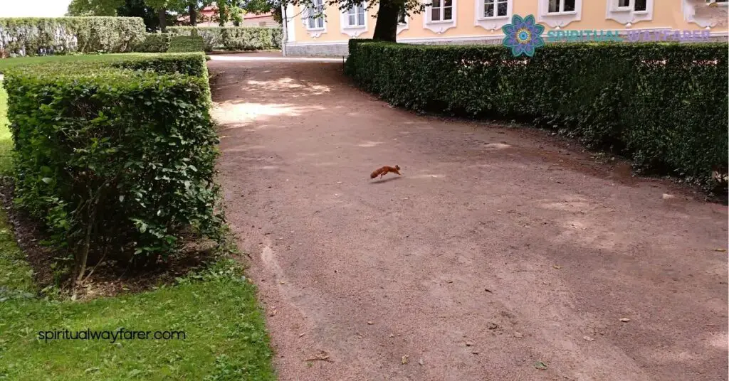 Discover the Spiritual Meaning of a Squirrel Crossing Your Path 2 Spiritual Meaning Of Squirrel Crossing Your Path