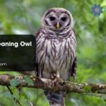 Spiritual Meaning Owl Bible