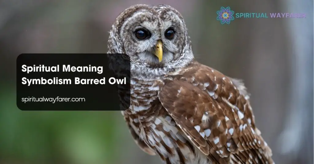 Spiritual Meaning Symbolism Barred Owl