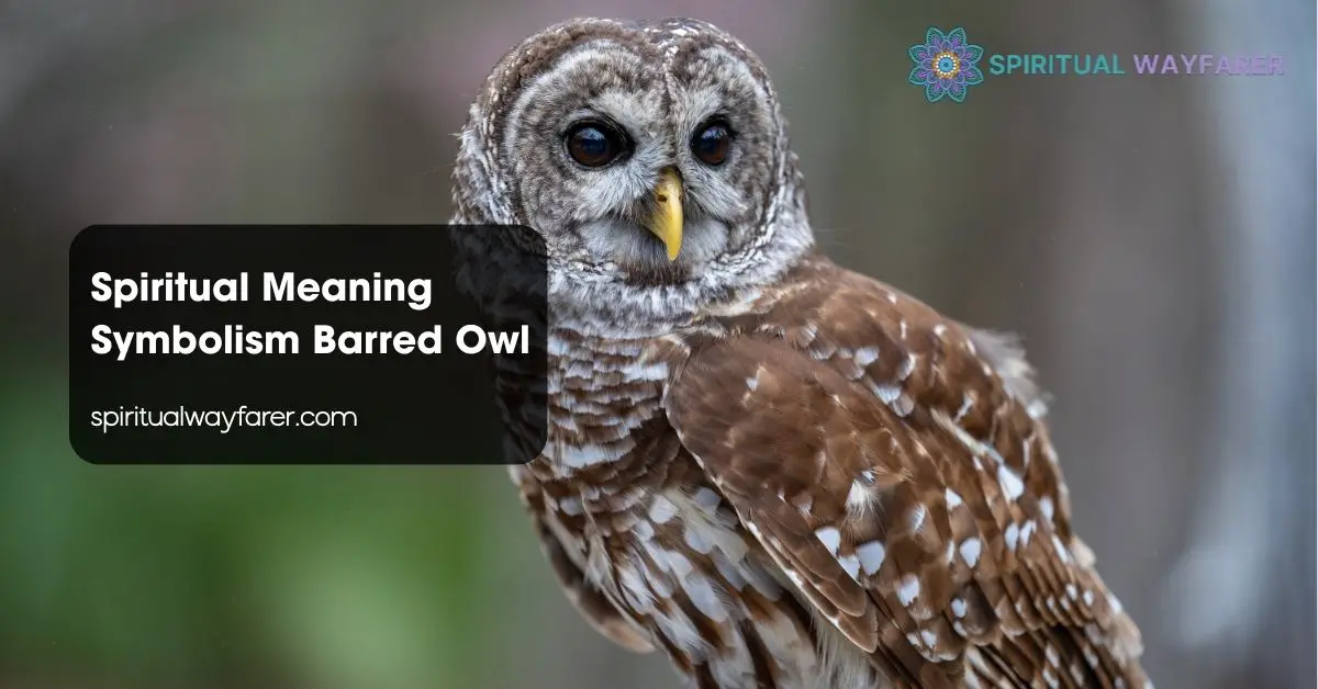 Spiritual Meaning Symbolism Barred Owl