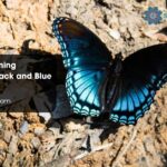 Spiritual Meaning Symbolism Black and Blue Butterflies