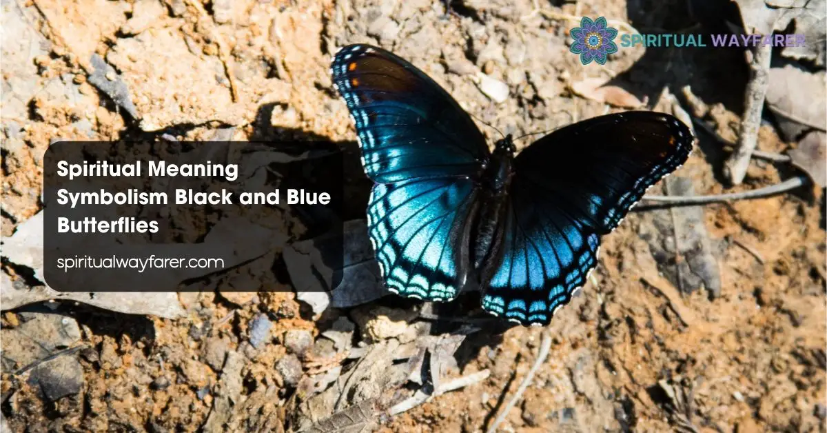 Spiritual Meaning Symbolism Black and Blue Butterflies