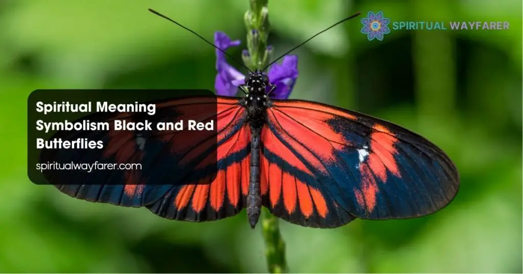 Spiritual Meaning Symbolism Black and Red Butterflies