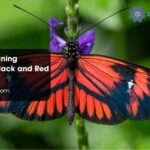 Spiritual Meaning Symbolism Black and Red Butterflies