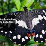 Spiritual Meaning Symbolism Black and White Butterflies