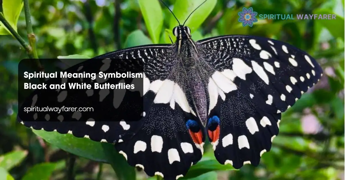 Spiritual Meaning Symbolism Black and White Butterflies
