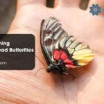 Spiritual Meaning Symbolism Dead Butterflies