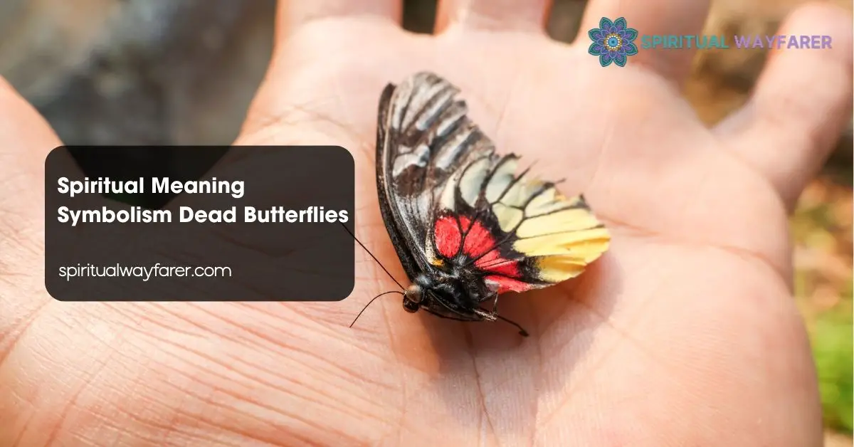 Spiritual Meaning Symbolism Dead Butterflies