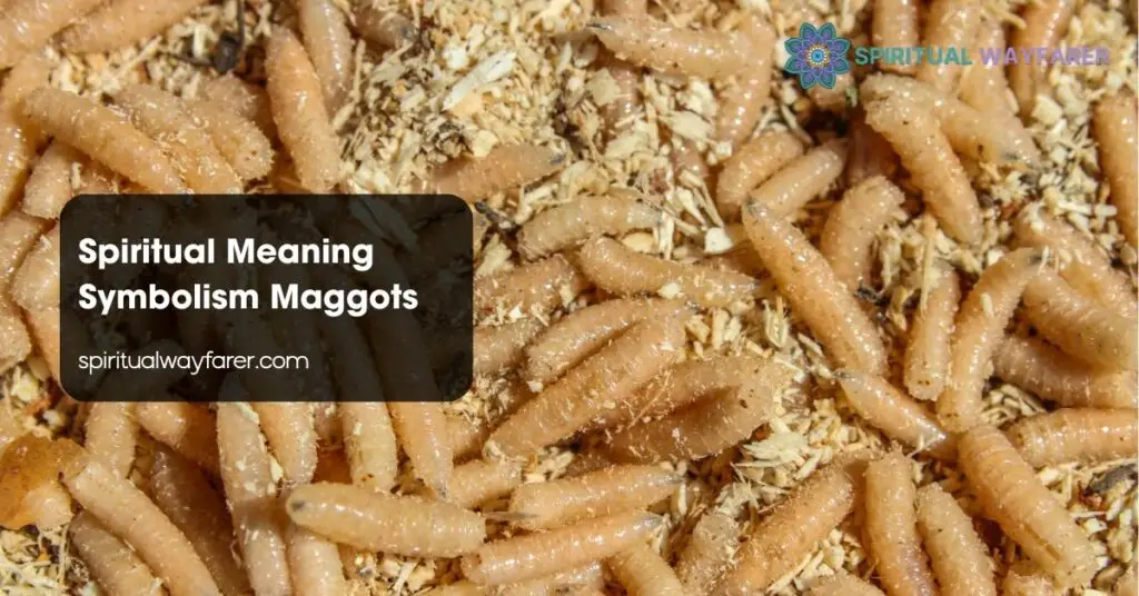 Spiritual Meaning Symbolism Maggots