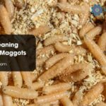Spiritual Meaning Symbolism Maggots