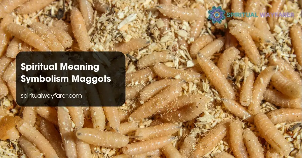 Spiritual Meaning Symbolism Maggots